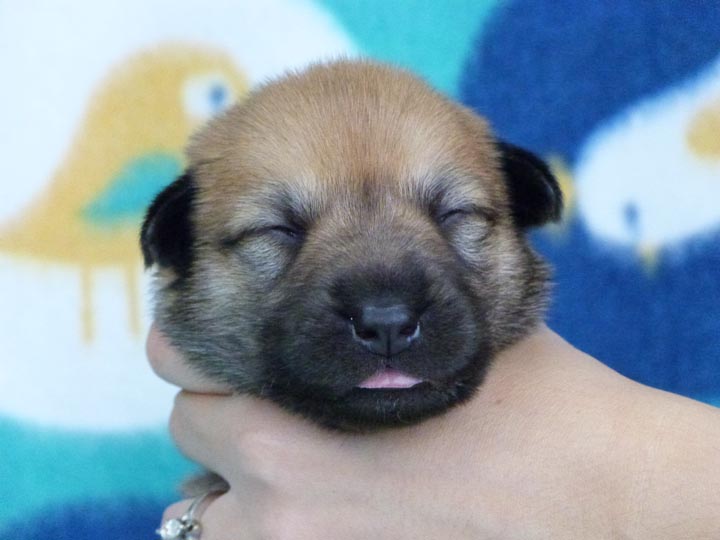 chinook puppy